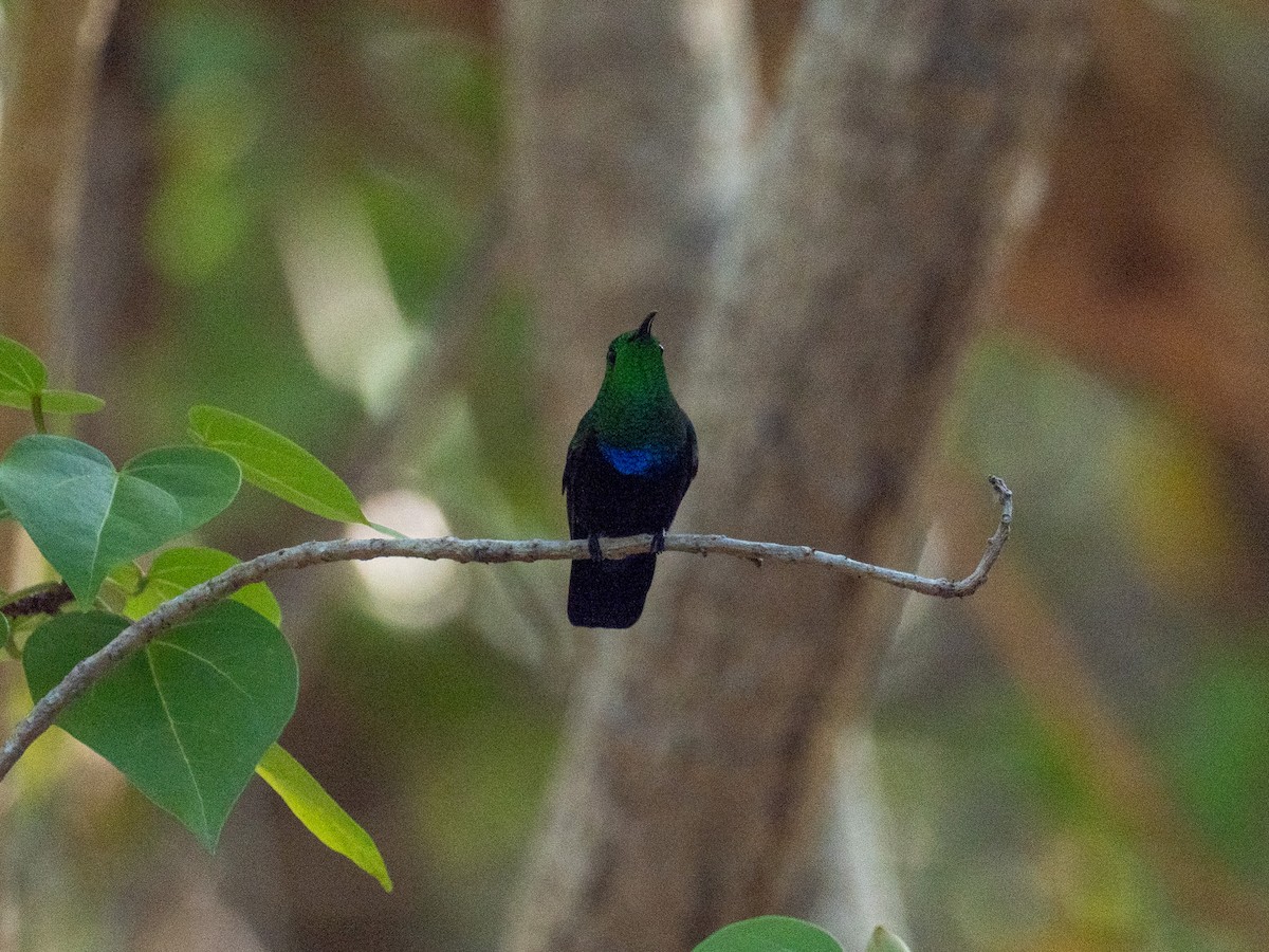Green-throated Carib - ML643891118