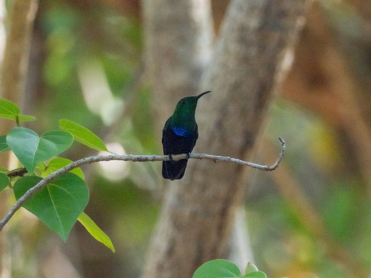 Green-throated Carib - ML643891119