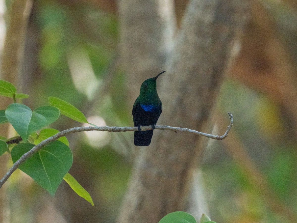 Green-throated Carib - ML643891120