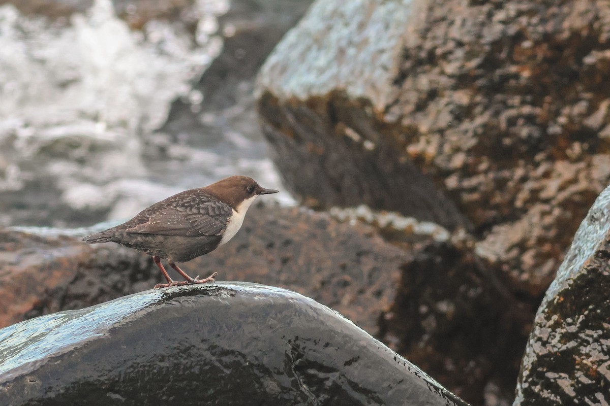 White-throated Dipper - ML643891122