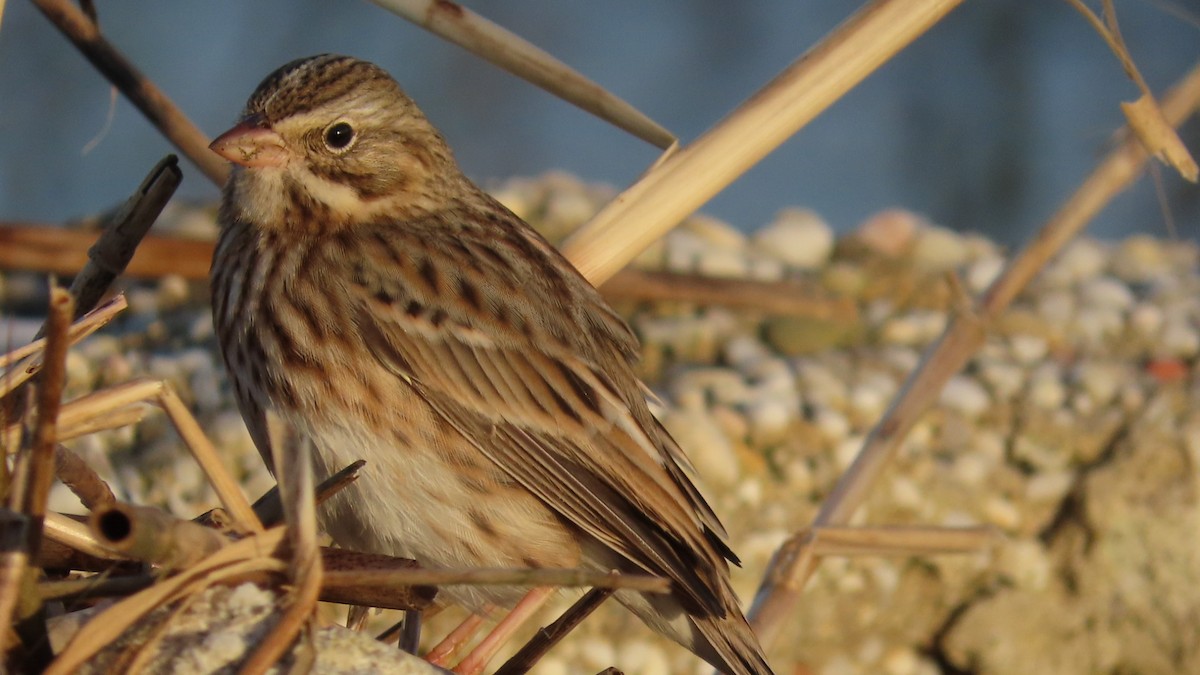 Vesper Sparrow - ML643891125