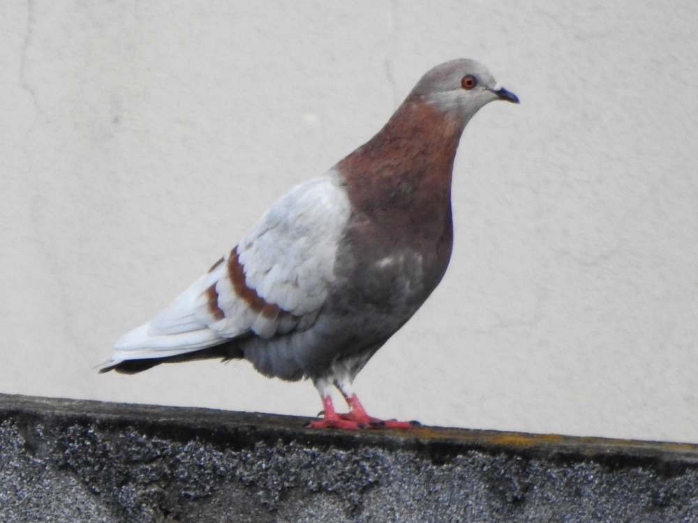 Rock Pigeon (Feral Pigeon) - ML643891126