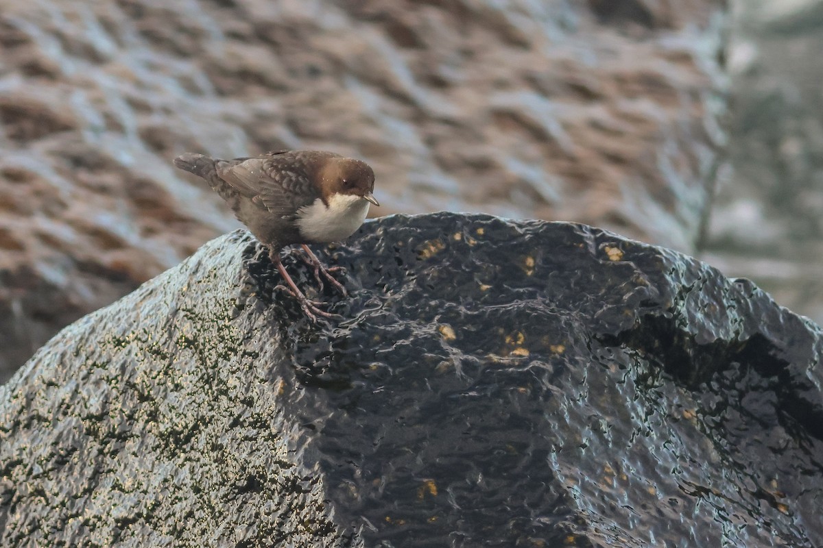 White-throated Dipper - ML643891128