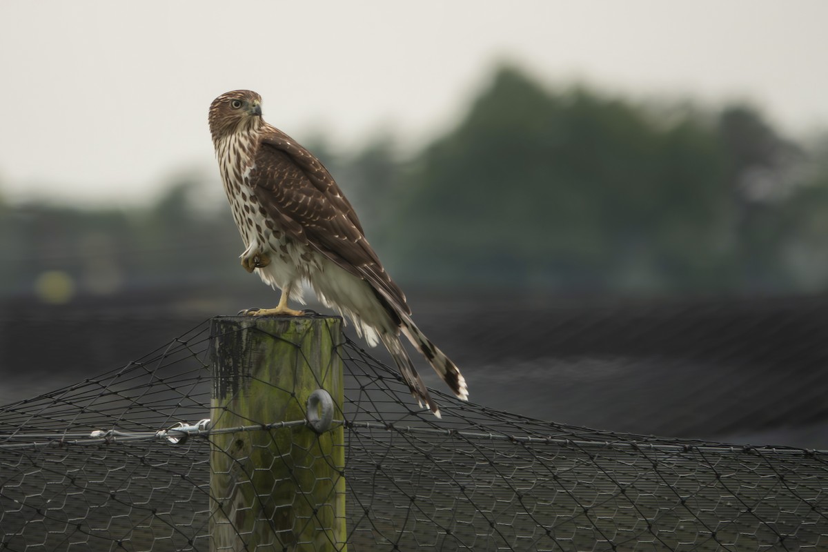 Cooper's Hawk - ML643891134