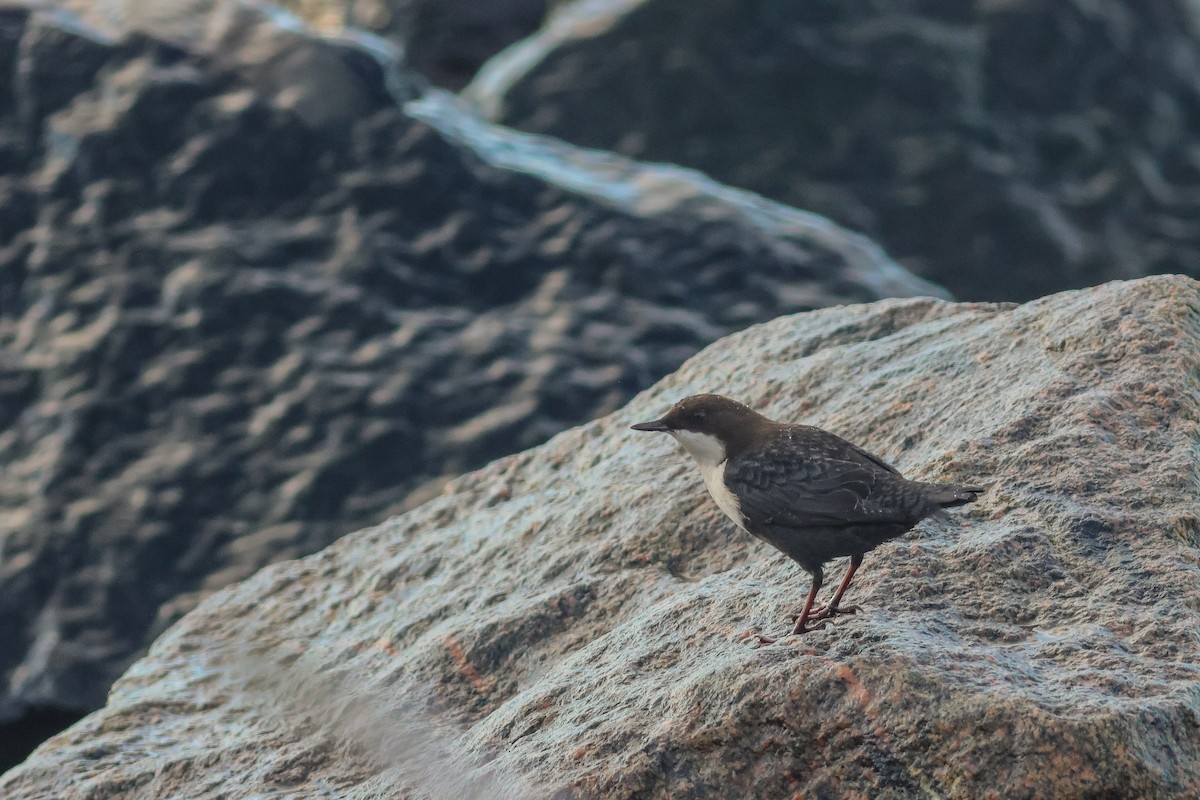 White-throated Dipper - ML643891136