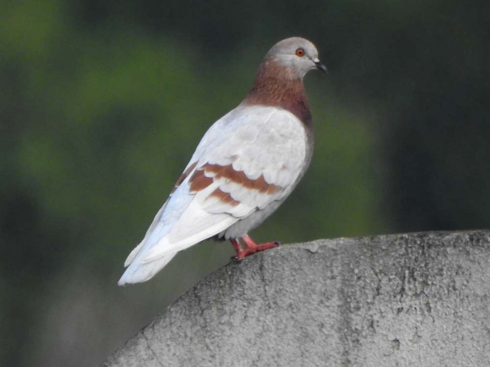 Rock Pigeon (Feral Pigeon) - ML643891155