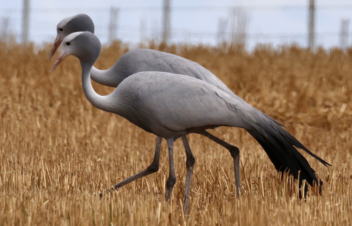 Blue Crane - ML643891167