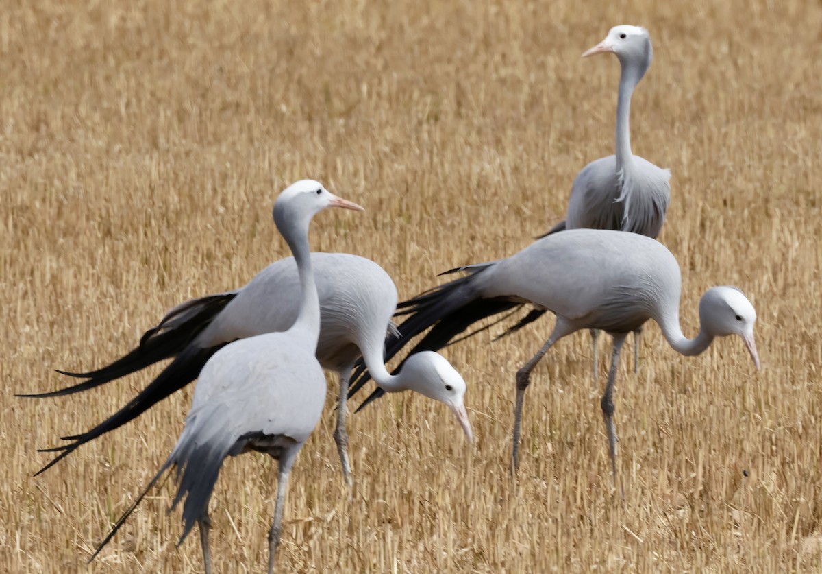 Blue Crane - ML643891168
