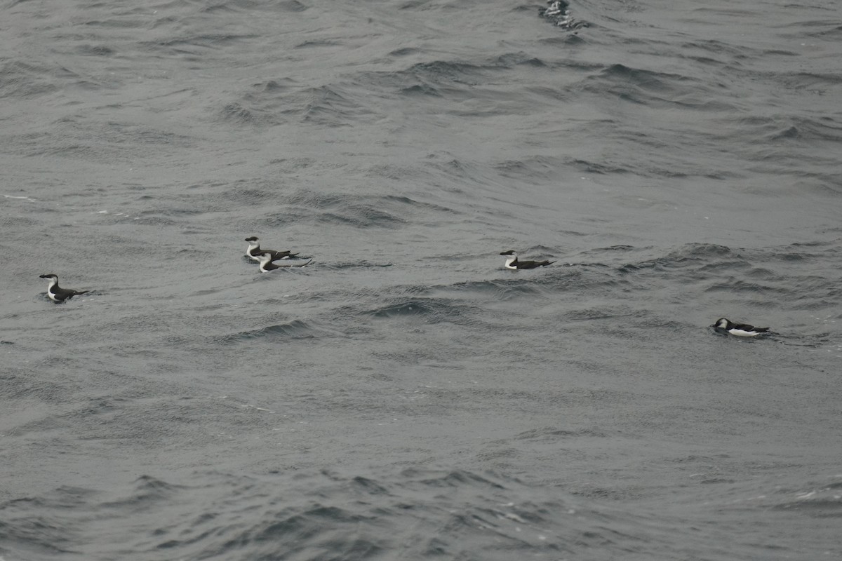 Razorbill - ML643891179