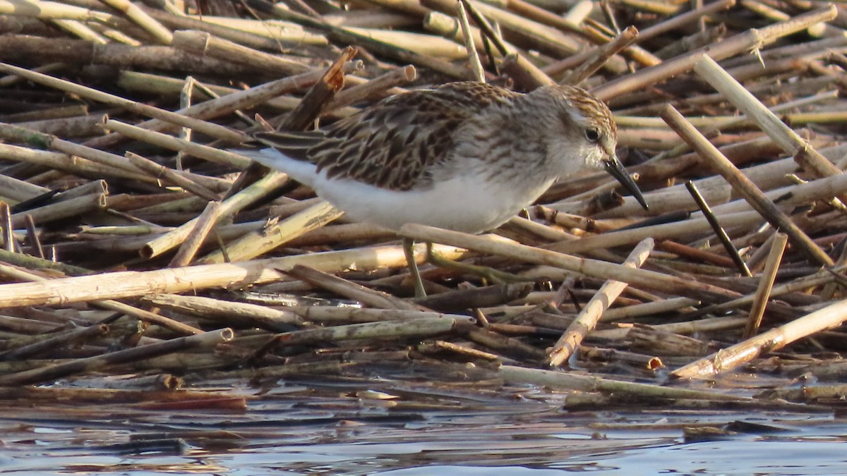 Least Sandpiper - ML643891181