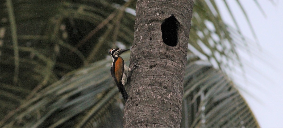 White-naped Woodpecker - ML643891188