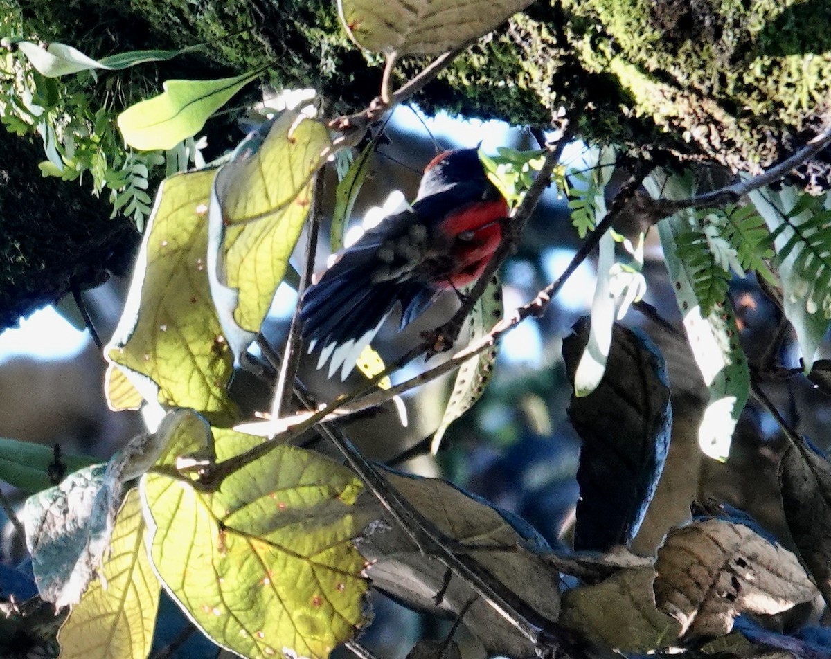 Slate-throated Redstart - ML643891191