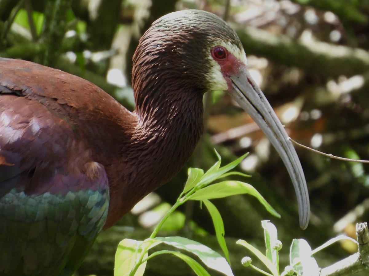 White-faced Ibis - ML643891192