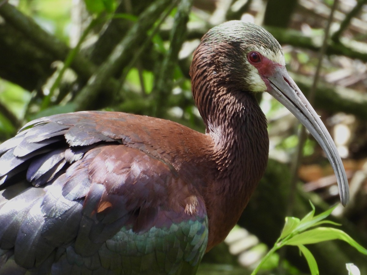 White-faced Ibis - ML643891193