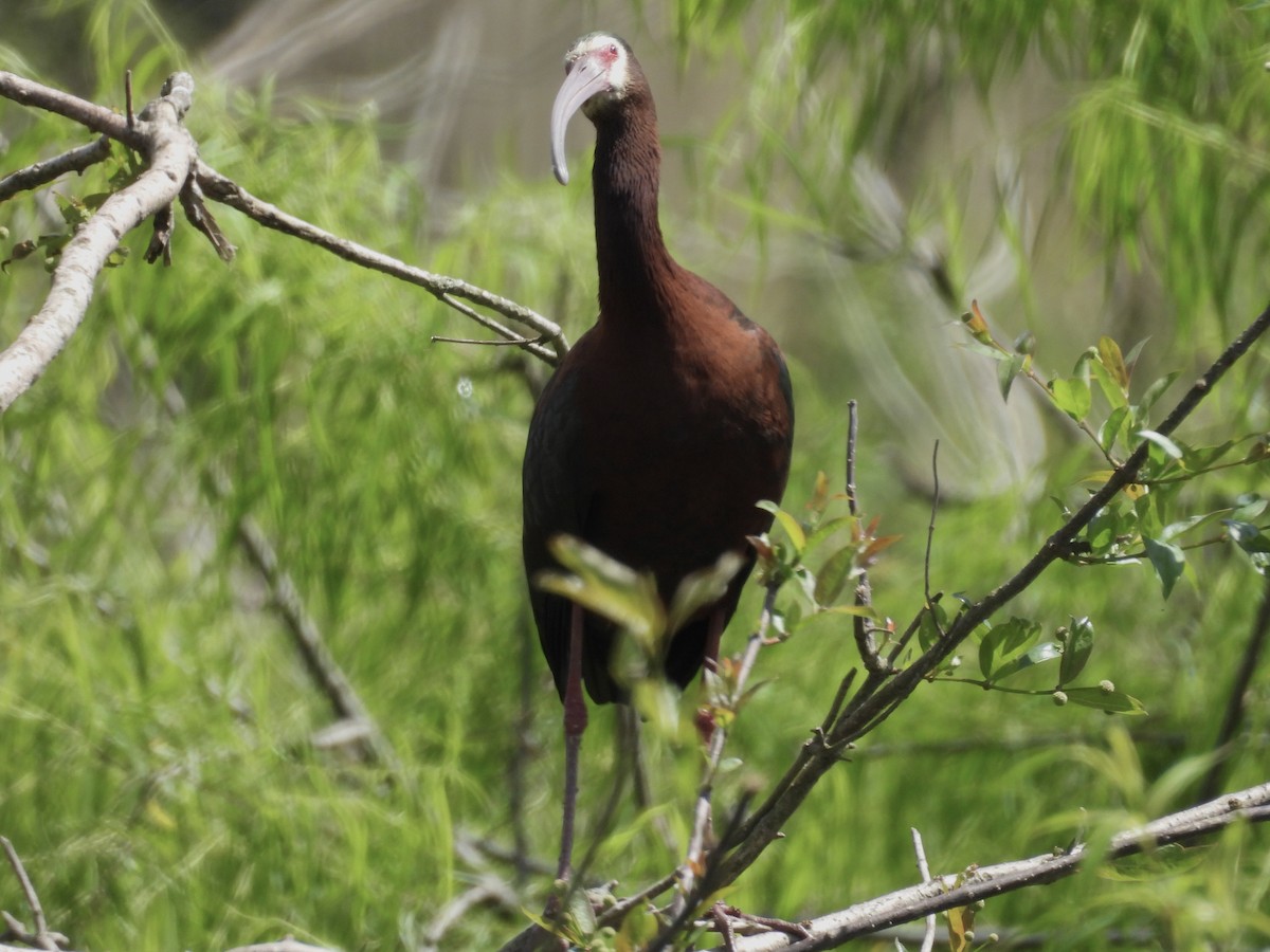 White-faced Ibis - ML643891195