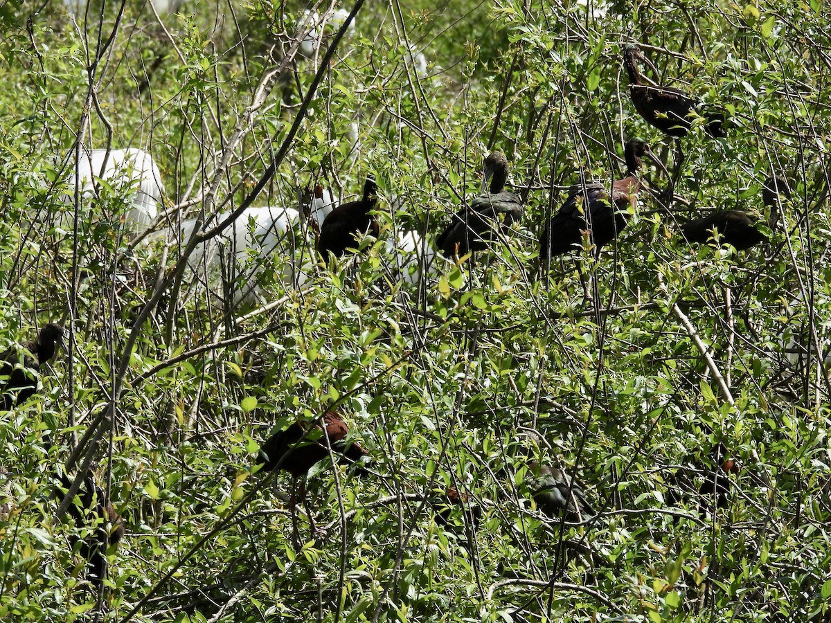 White-faced Ibis - ML643891197