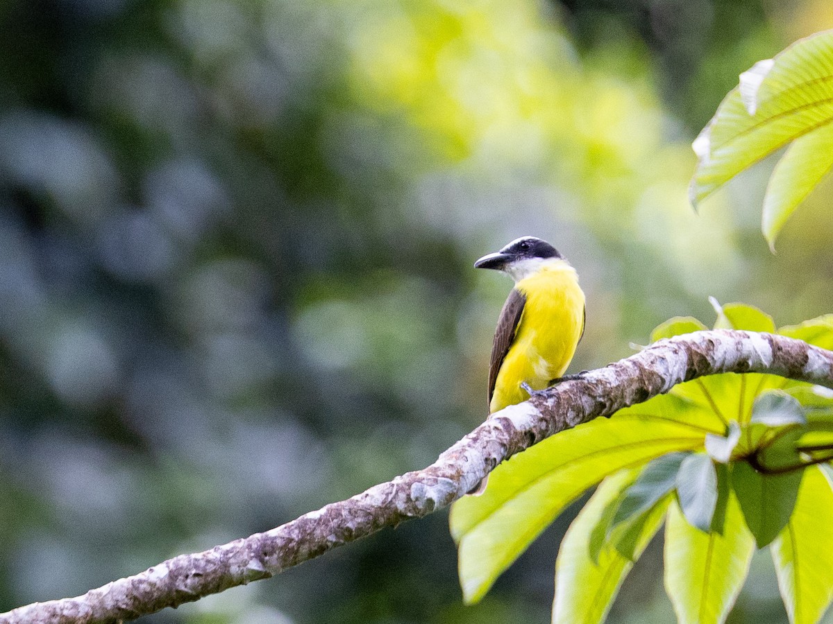 Boat-billed Flycatcher - ML643891205