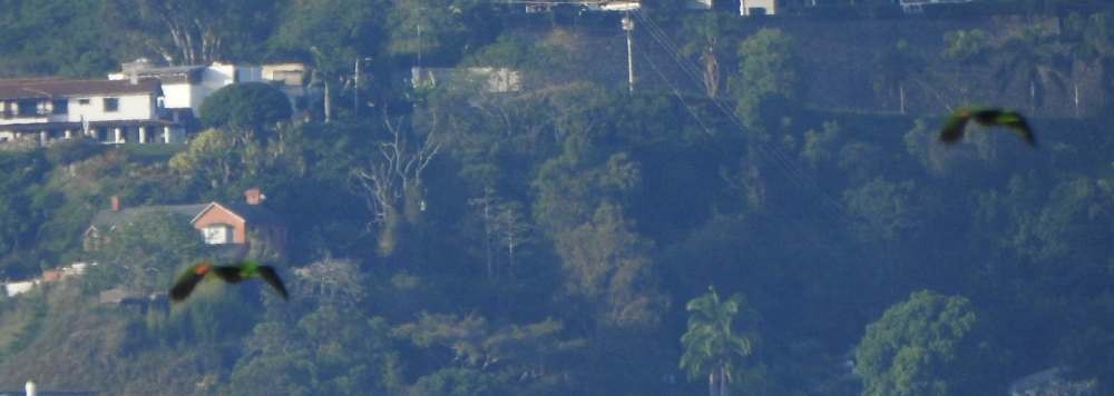 Yellow-crowned Amazon - ML643891207