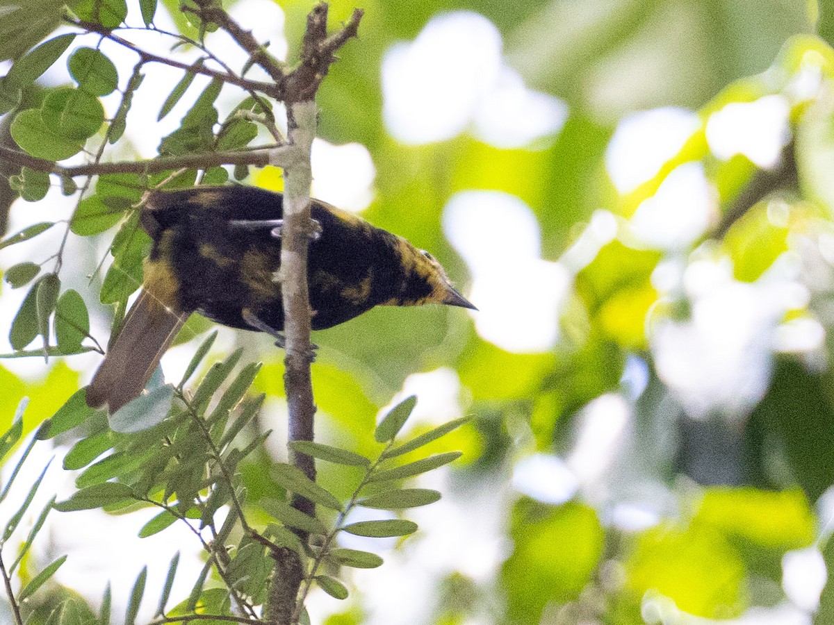 White-shouldered Tanager - ML643891214