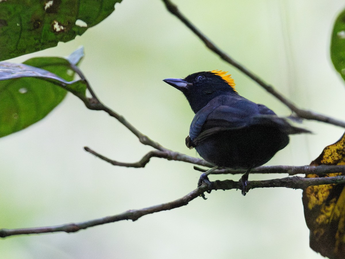 Tawny-crested Tanager - ML643891219