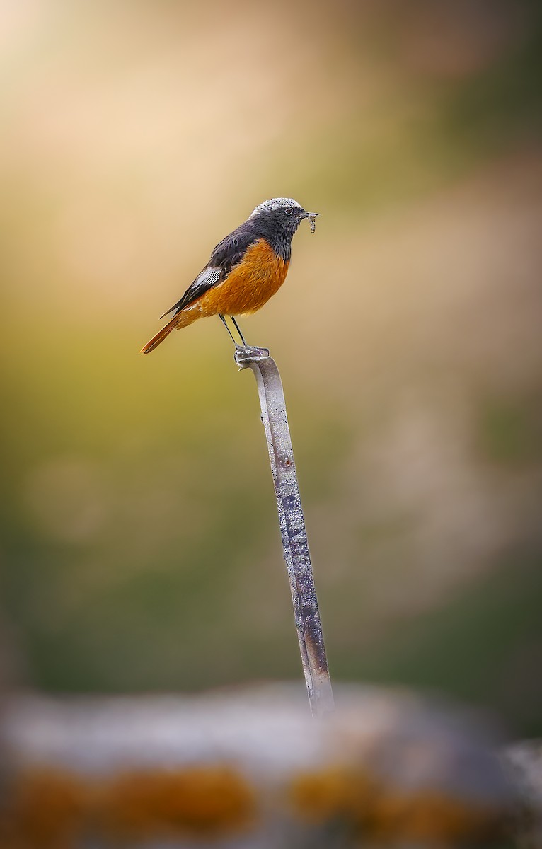White-winged Redstart - ML643891224