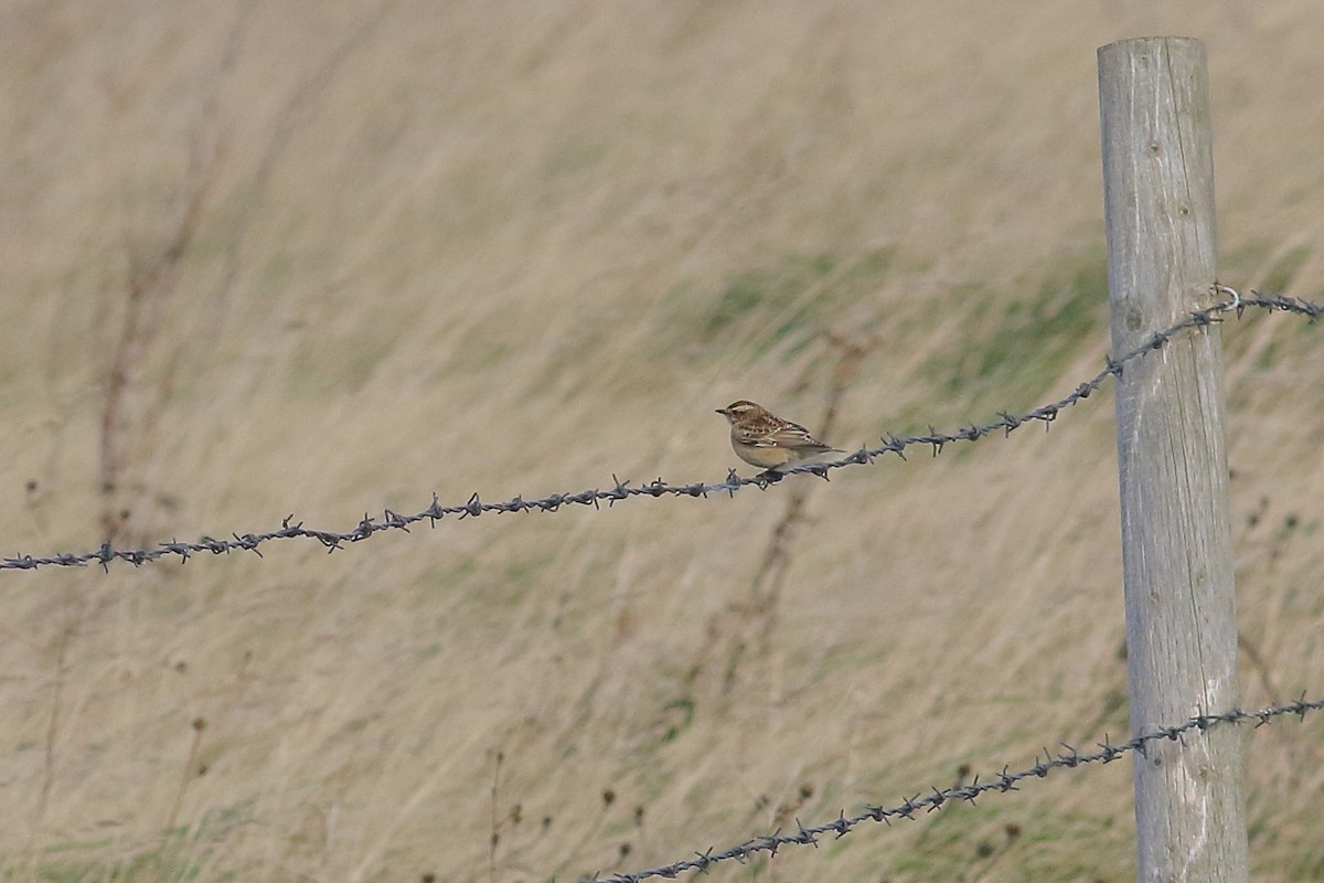 Whinchat - ML643891232