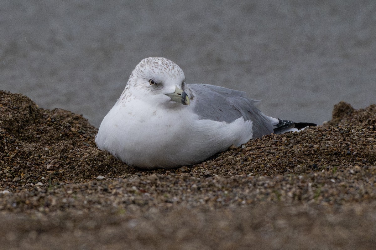 Goéland à bec cerclé - ML643891234