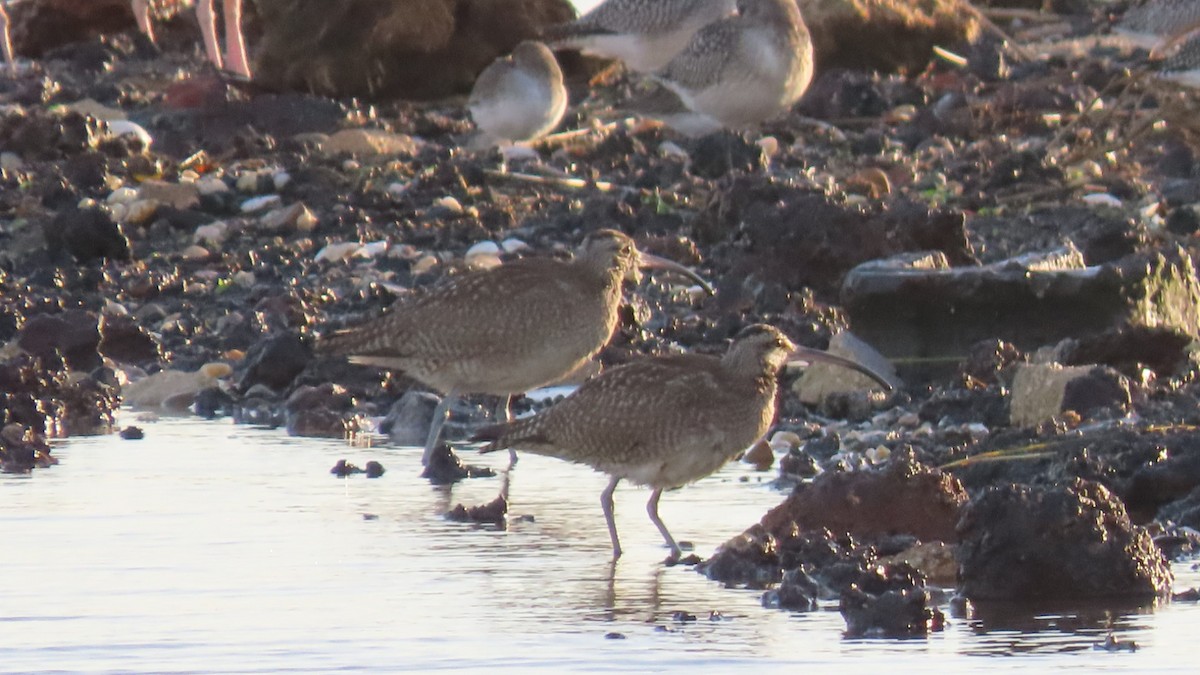 Hudsonian Whimbrel - ML643891235