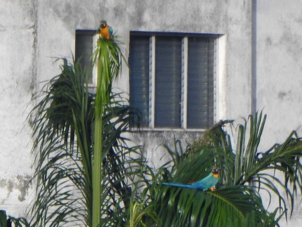 Blue-and-yellow Macaw - ML643891243