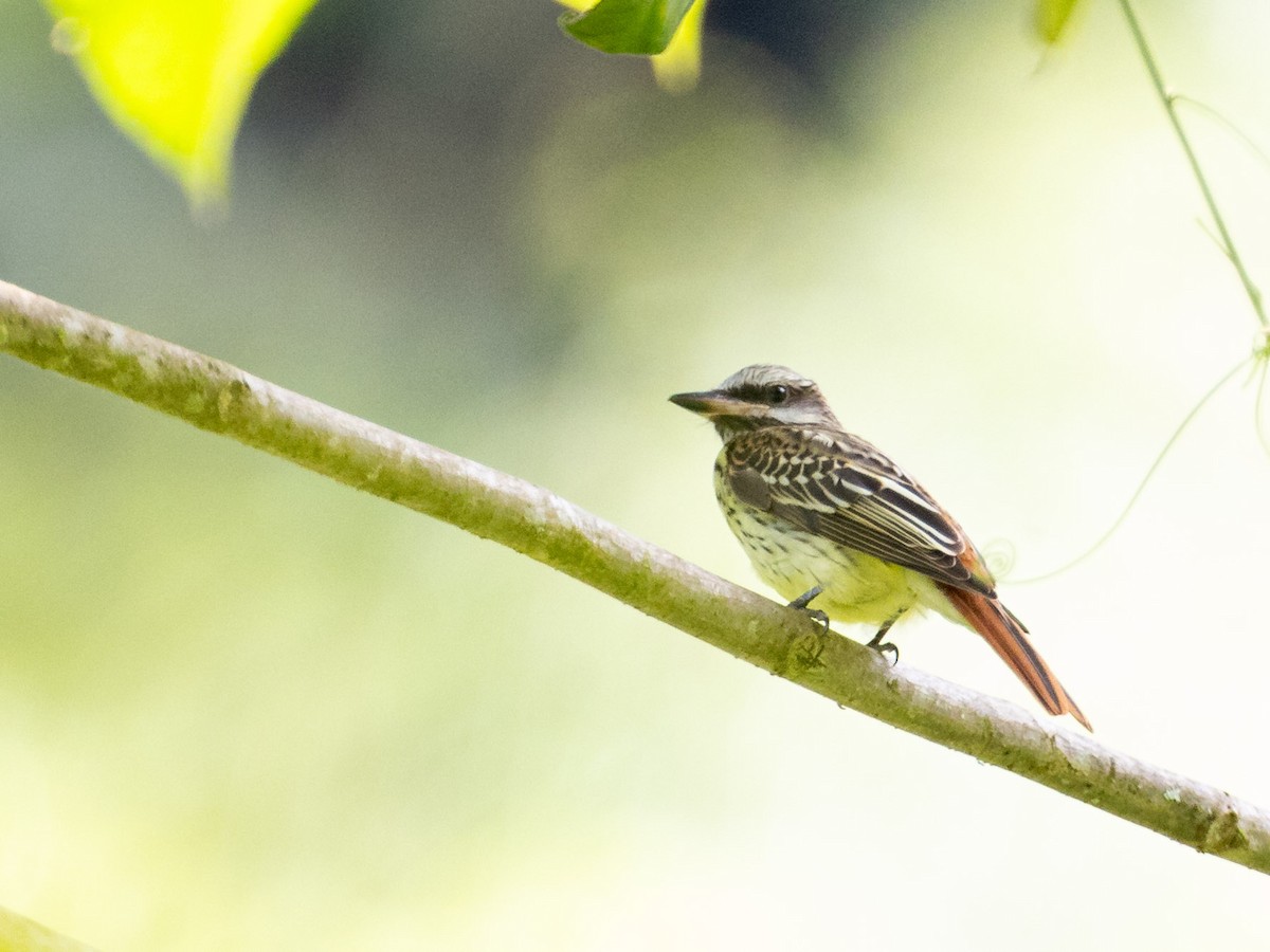 Sulphur-bellied Flycatcher - ML643891248