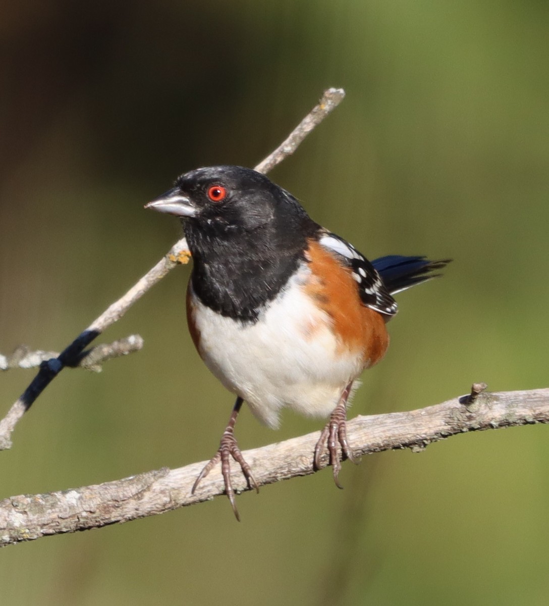 Spotted Towhee - ML643891258