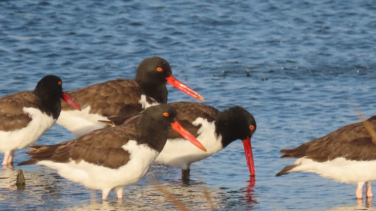American Oystercatcher - ML643891265