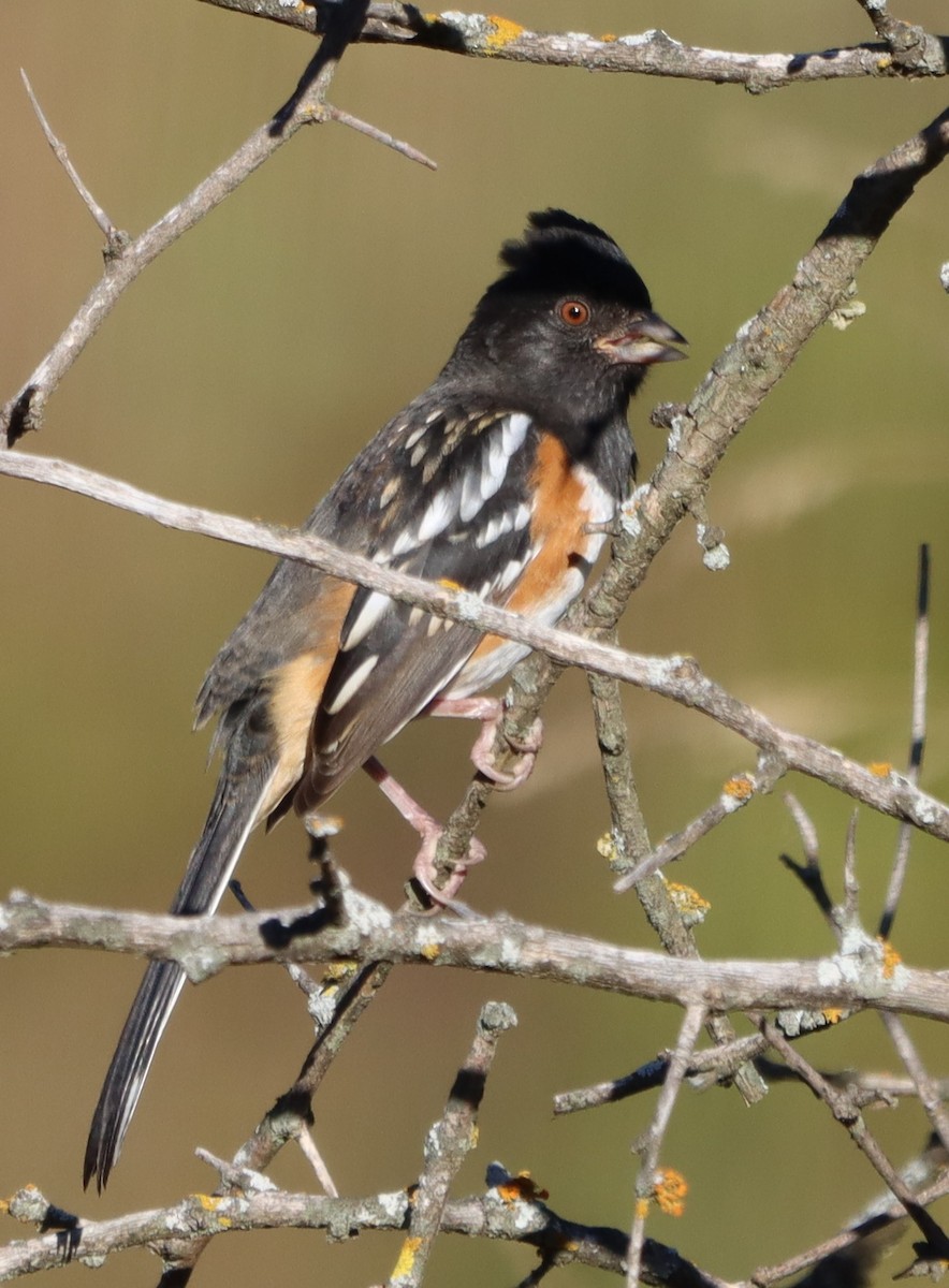 Spotted Towhee - ML643891267