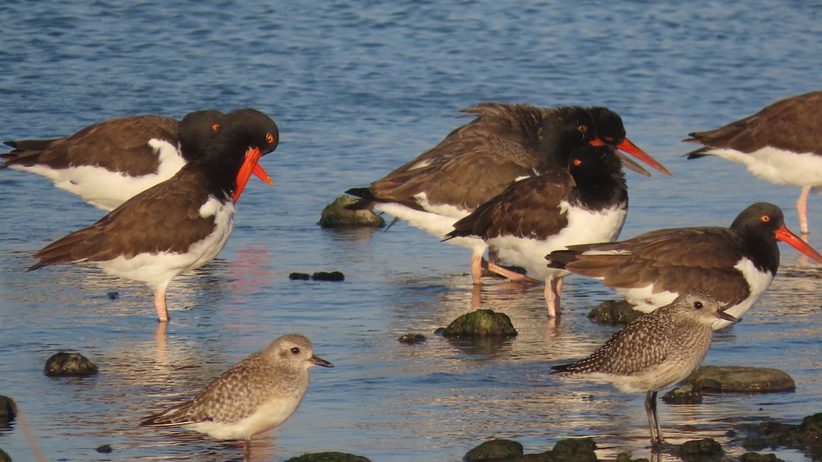 Black-bellied Plover - ML643891271