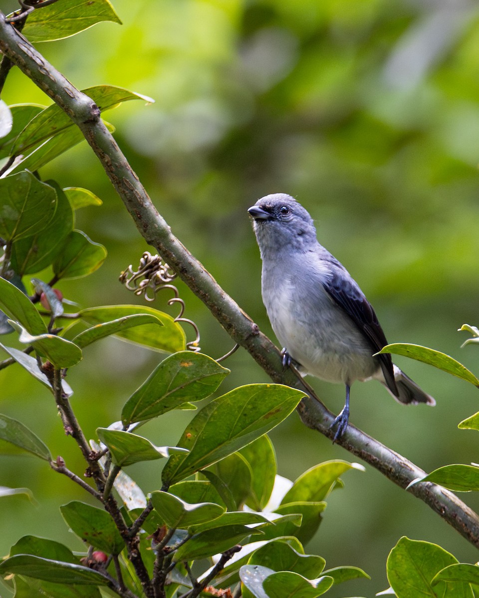 Plain-colored Tanager - ML643891274