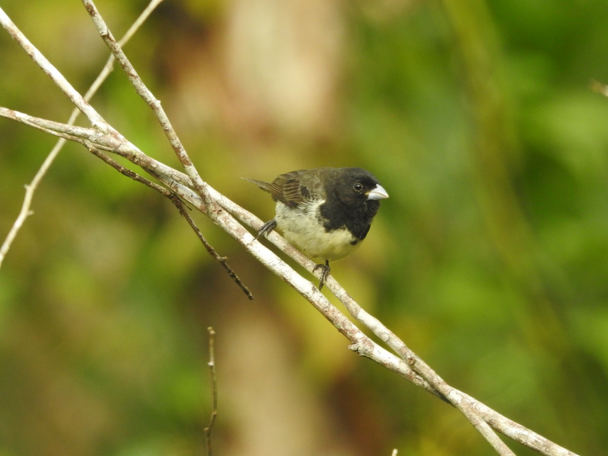 Yellow-bellied Seedeater - ML643891282