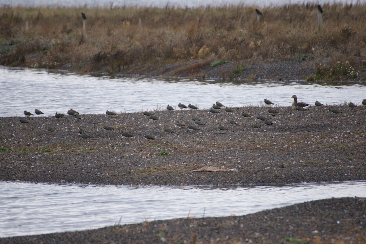Northern Lapwing - ML643891283