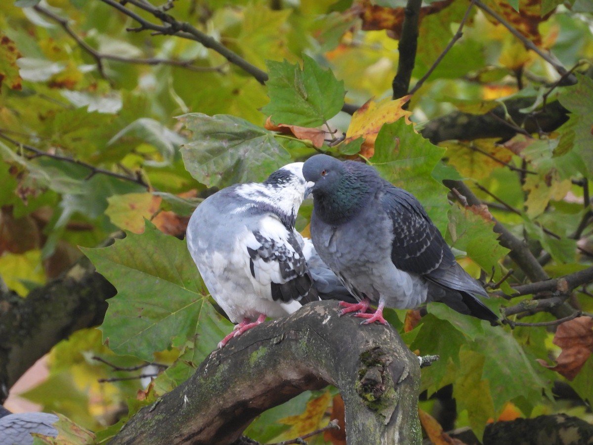 Rock Pigeon (Feral Pigeon) - ML643891284