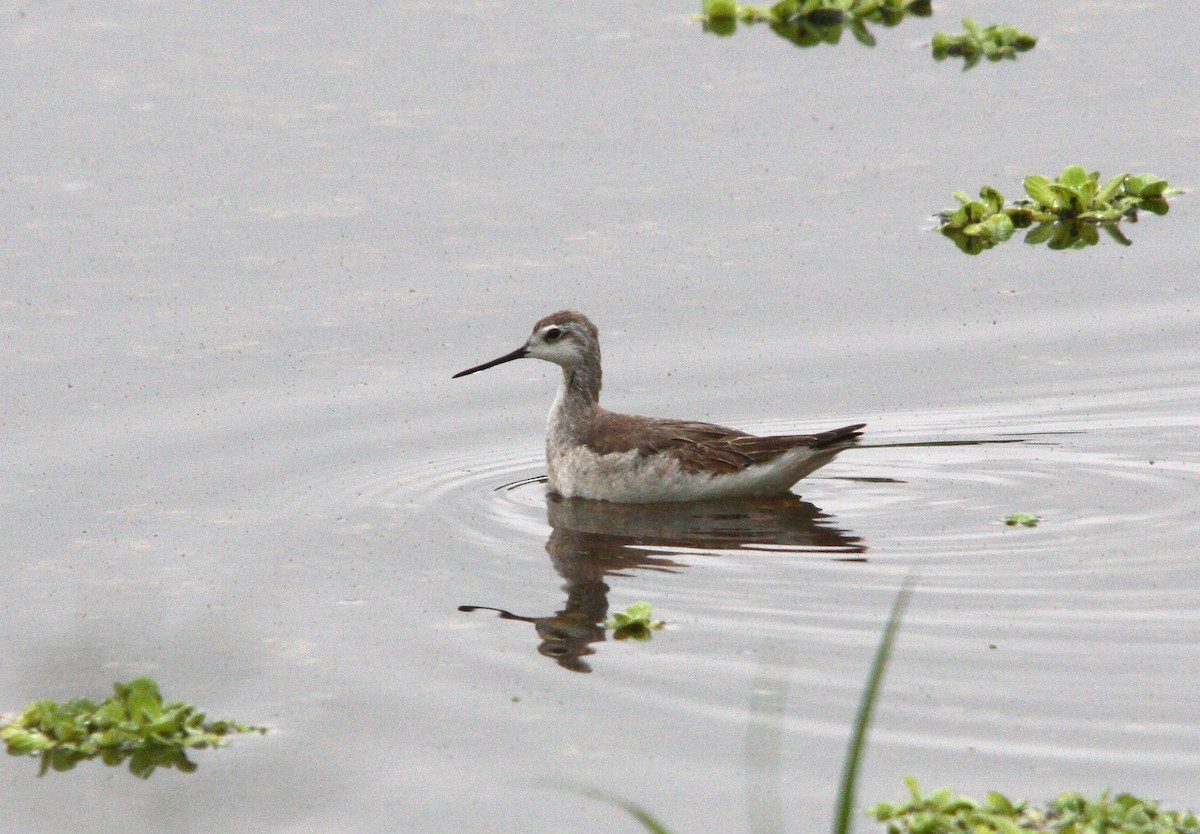 Wilson's Phalarope - ML643891289