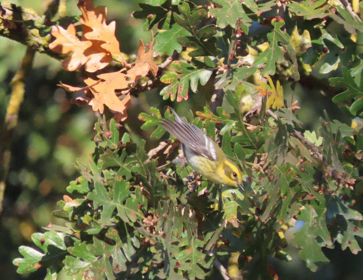 Townsend's Warbler - ML643891291