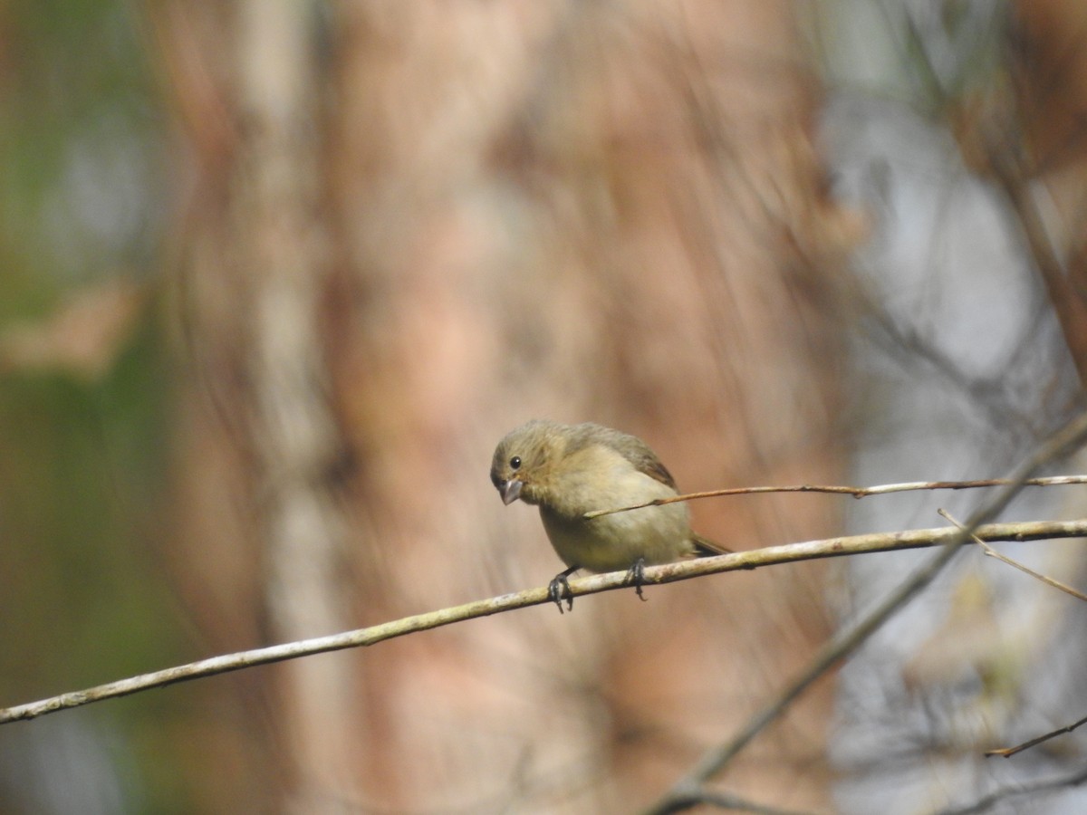 Yellow-bellied Seedeater - ML643891296