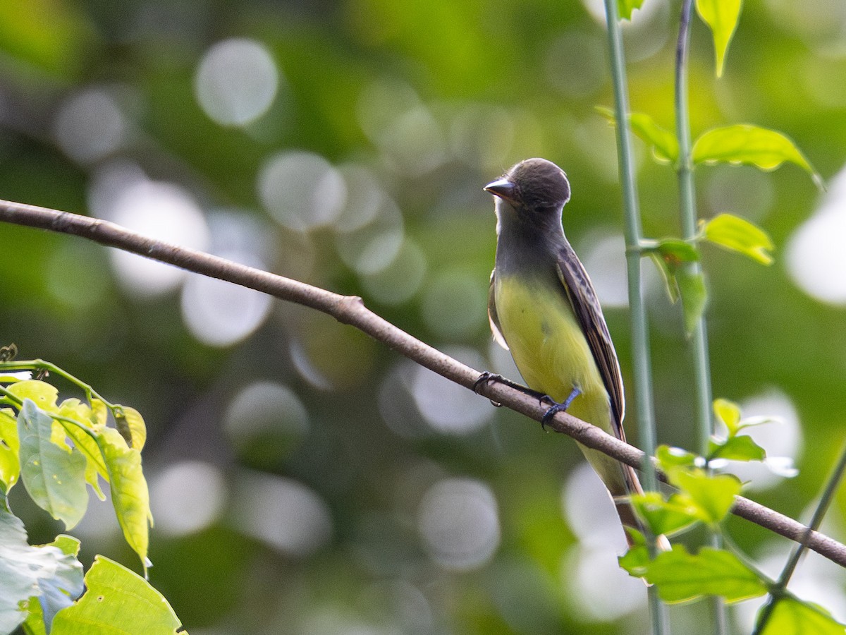 Great Crested Flycatcher - ML643891302