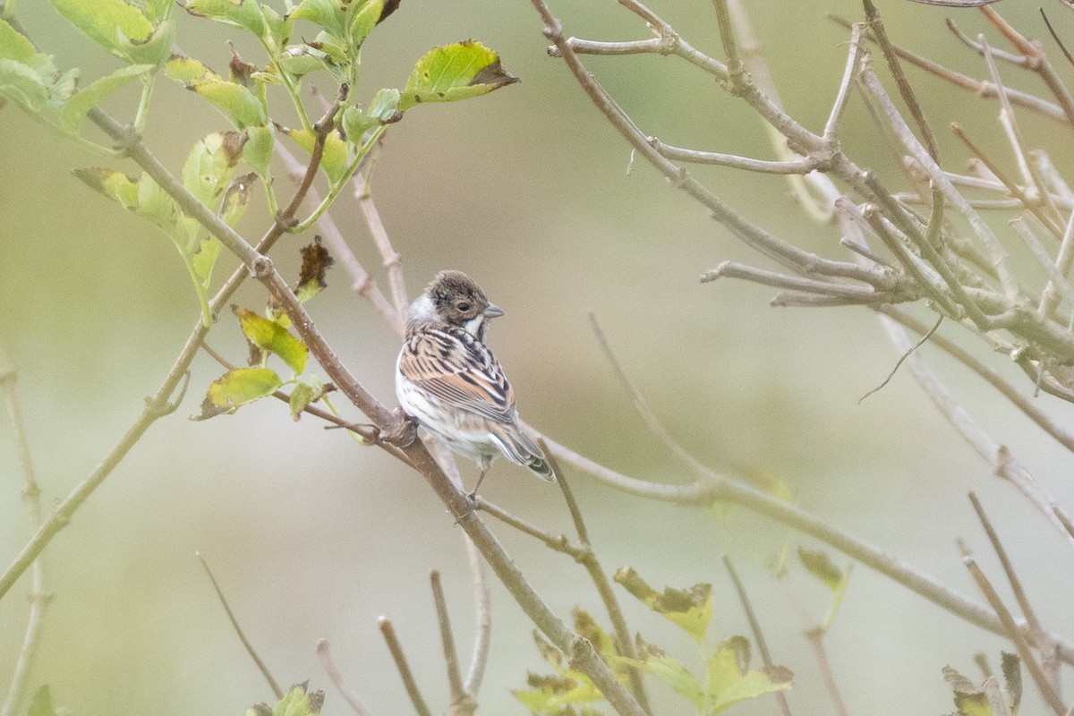 Reed Bunting - ML643891305