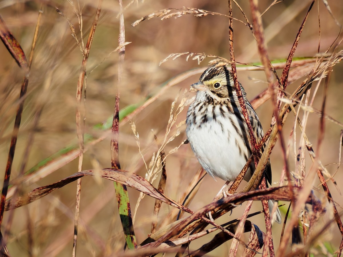 Savannah Sparrow - ML643891307