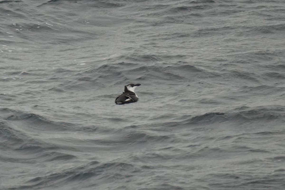 Razorbill - ML643891310