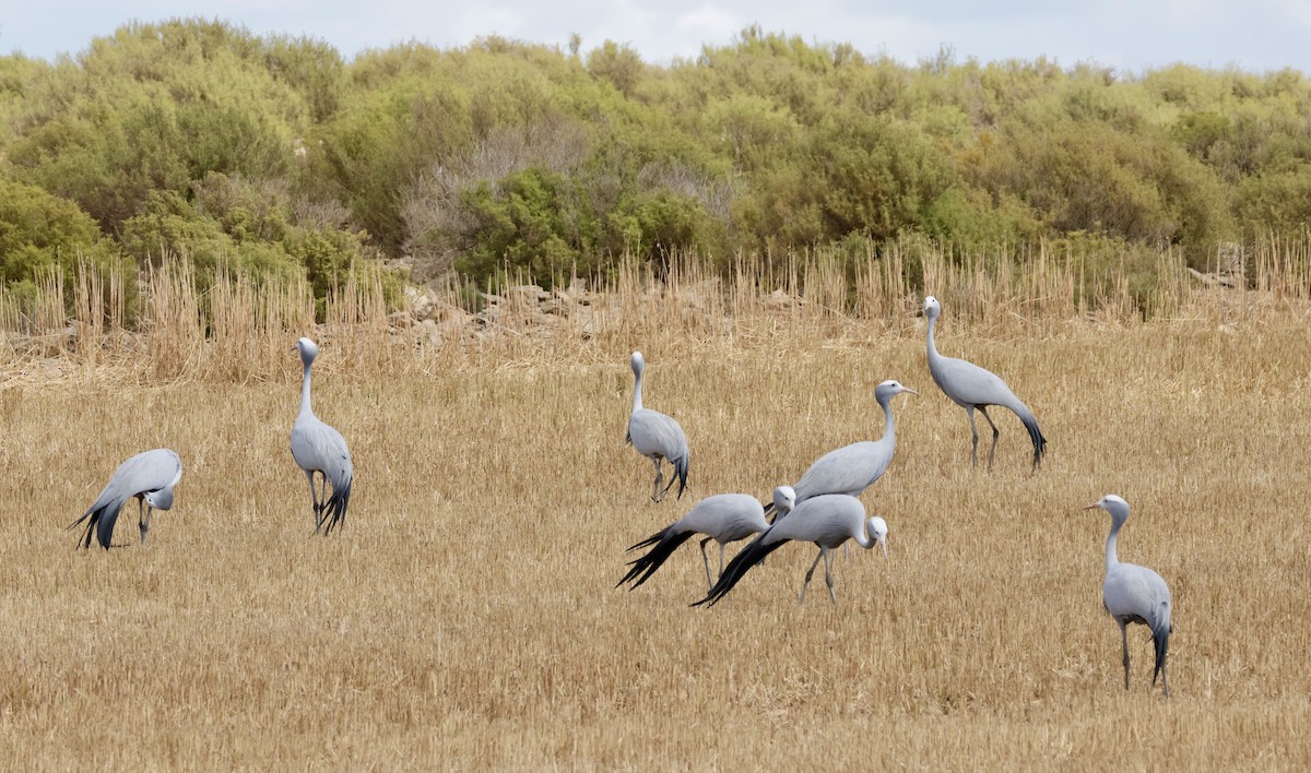 Blue Crane - ML643891316