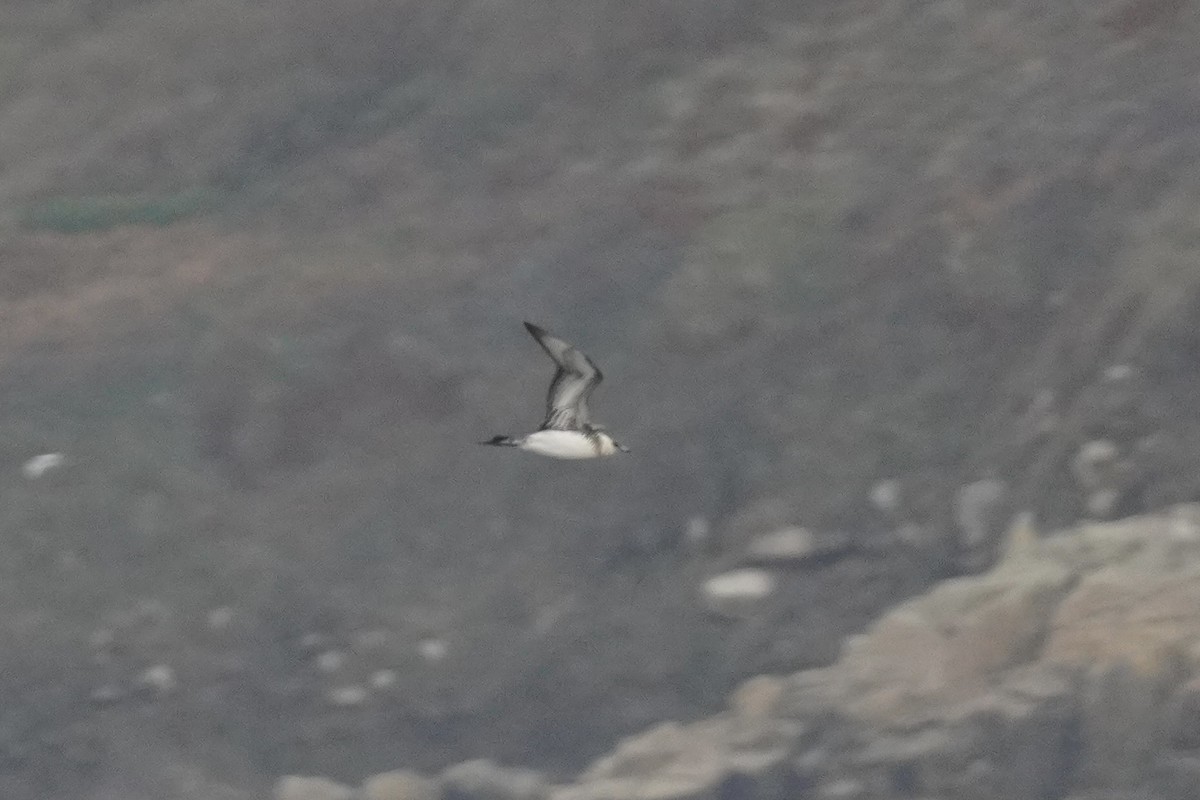 Parasitic Jaeger - ML643891378