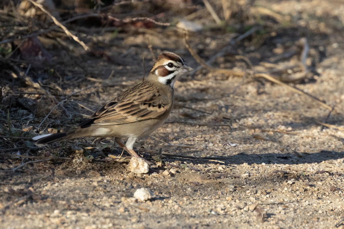 Lark Sparrow - ML643891389