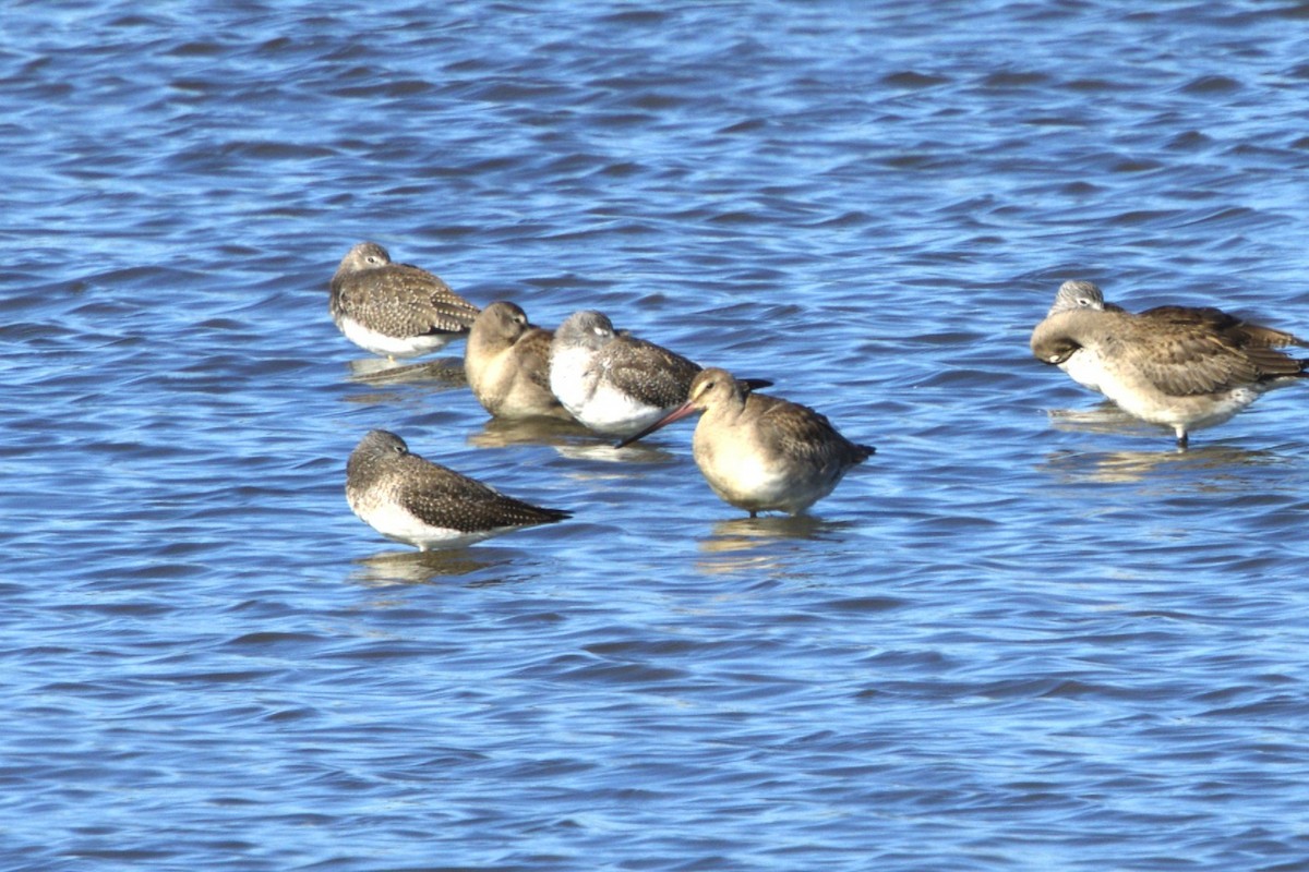 Hudsonian Godwit - ML643891392