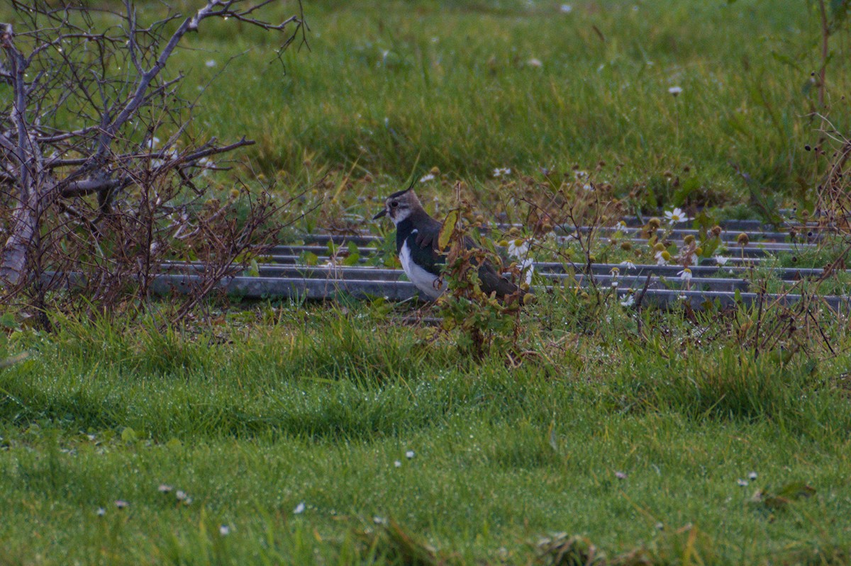Northern Lapwing - ML643891399